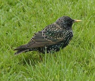 Storno - Sturnus Vulgaris